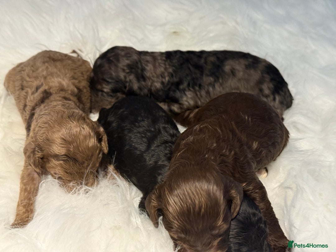 Cockapoo dogs for sale: F1B Cockapoo’s  - Image 8