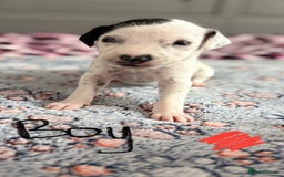Dalmatian dogs for sale: Stunning KC Reg Dalmatian puppies  in Bristol - Image 25