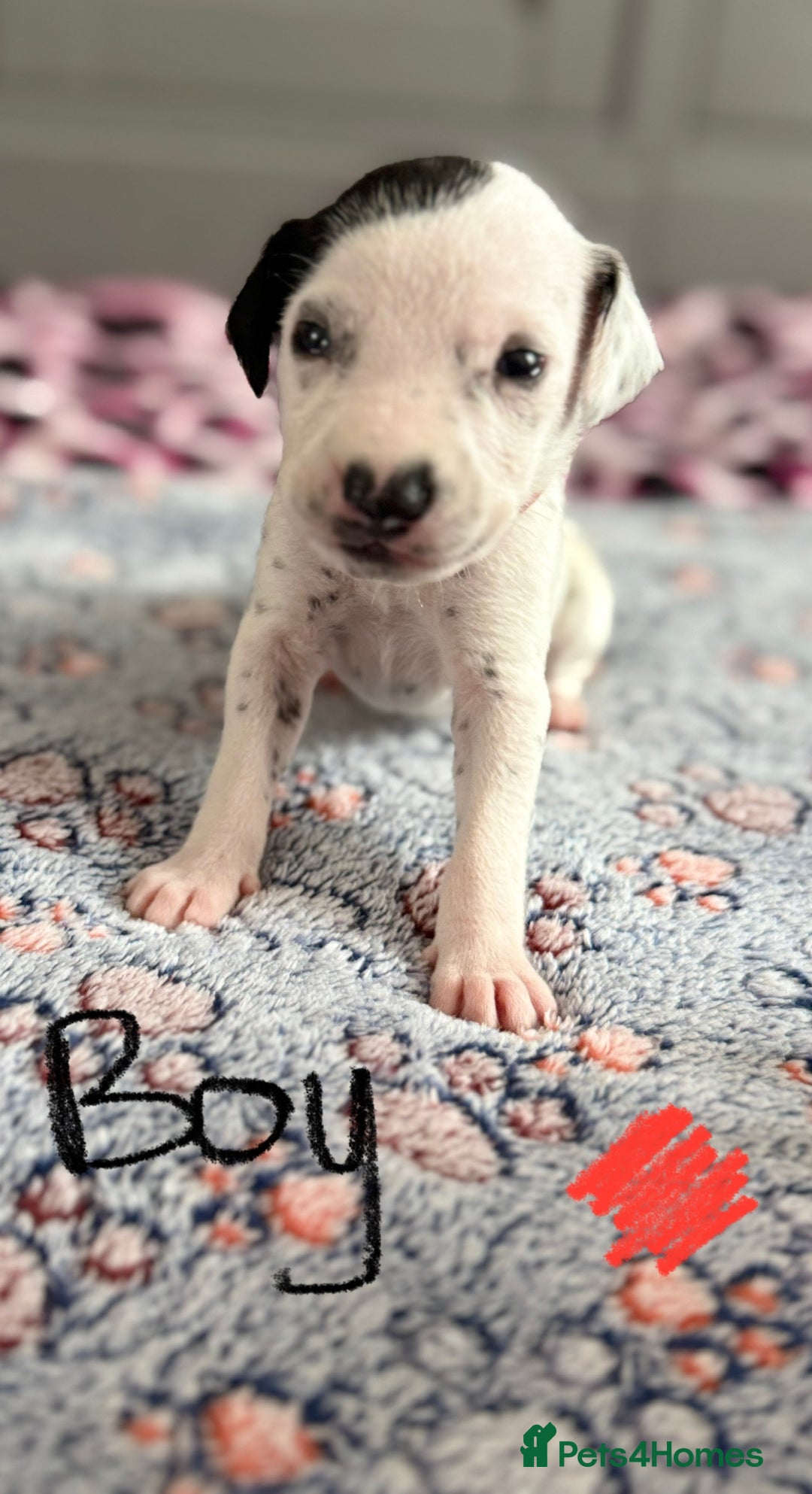Dalmatian dogs for sale: Stunning KC Reg Dalmatian puppies  in Bristol - Image 25