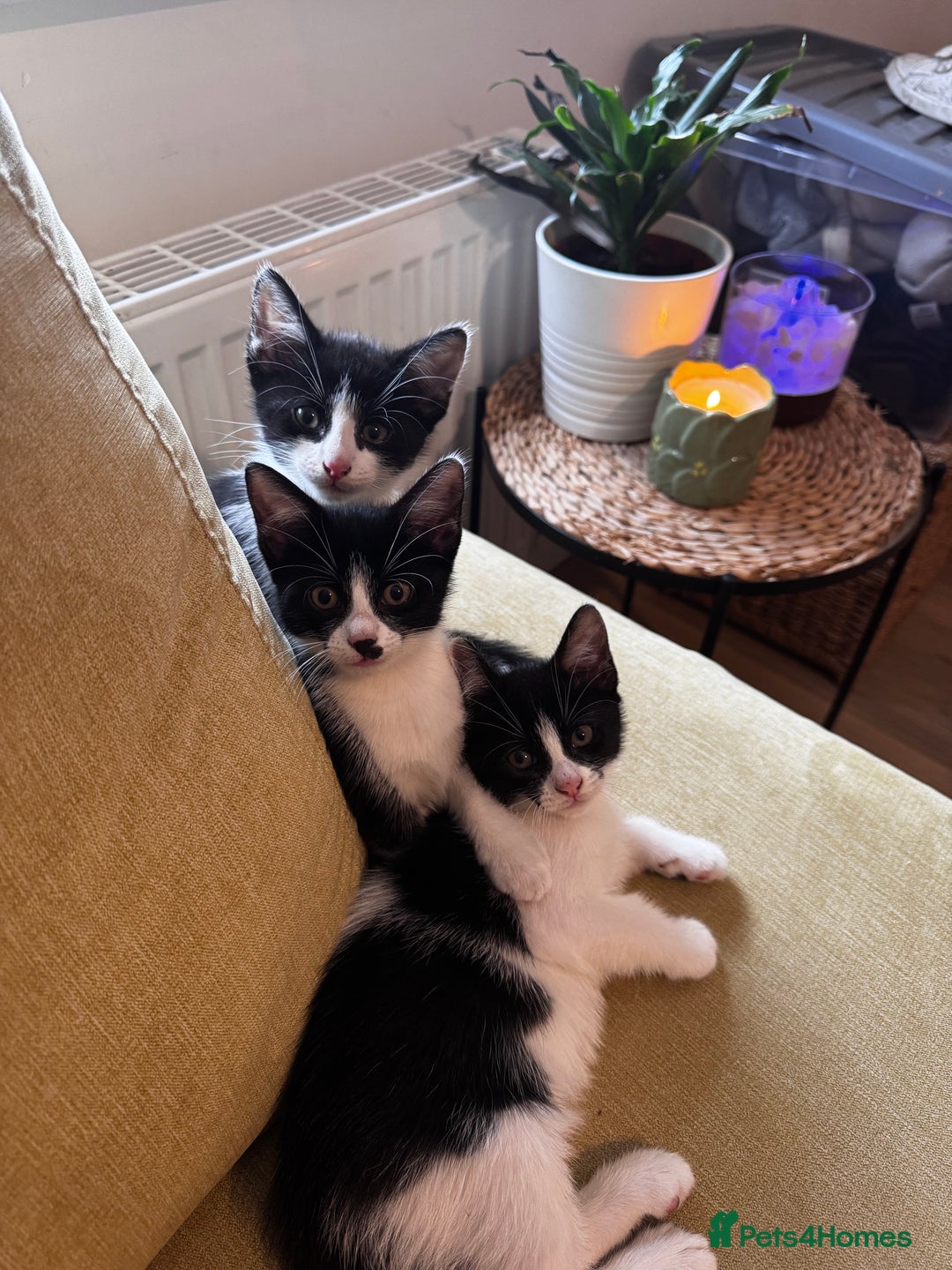 Mixed Breed cats for sale: 3 lovley kittens for sale - Image 3