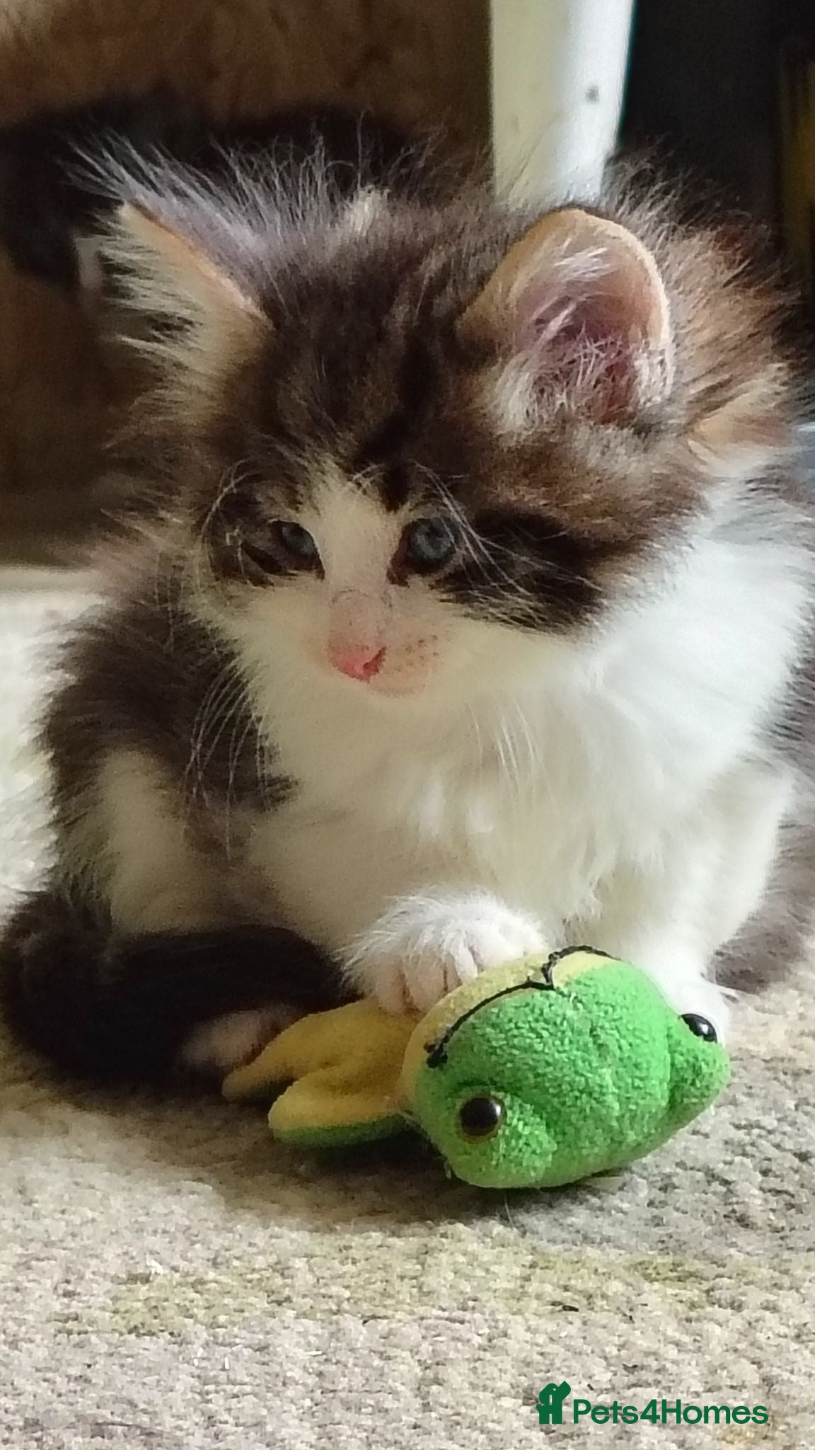 Norwegian Forest Cat cats Beautiful pedigree Norwegian Forest kittens  - Advert 7