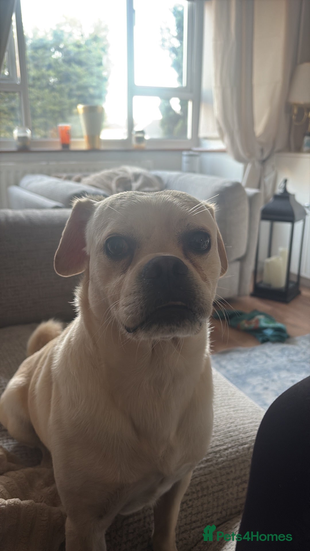 Mixed Breed dogs  **  to a good home - Advert 1