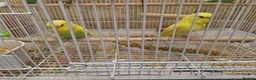 Budgerigars birds for sale: Gorgeous Baby Budgies  - Advert 3