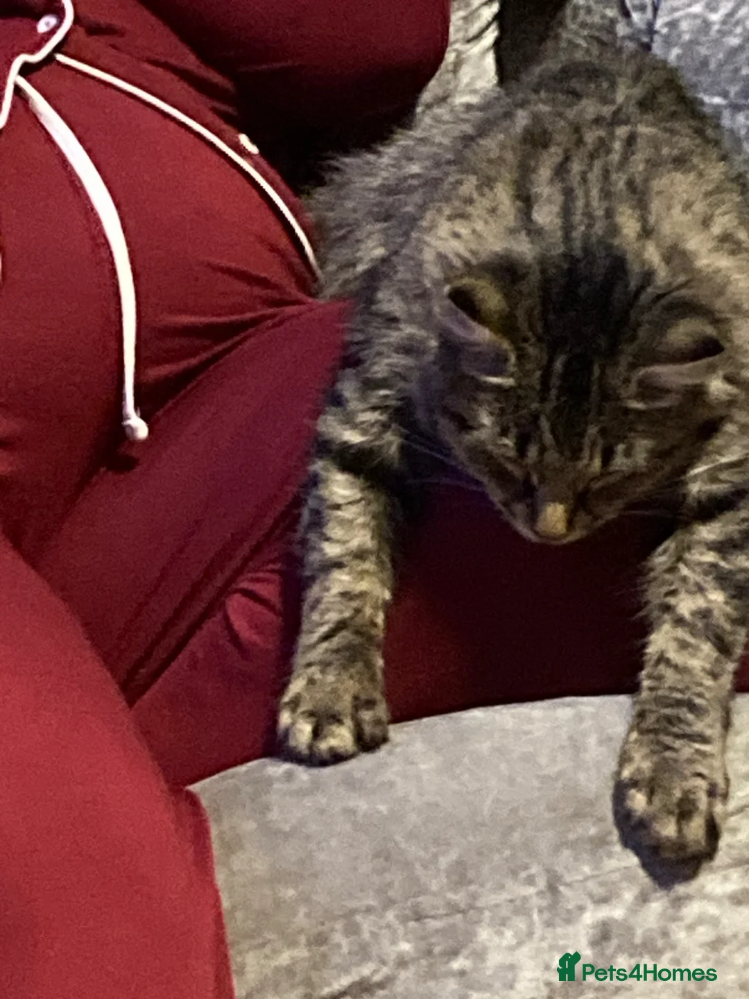 Mixed Breed cats for sale: Beautiful kittens in King's Lynn - Advert 1