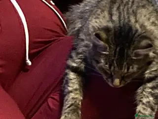 Mixed Breed cats Beautiful kittens - Advert 1