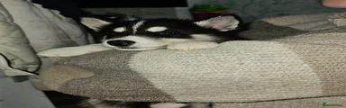 Siberian Husky Puppy 3