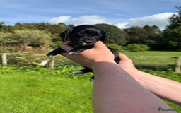 Cocker Spaniel dogs for sale: Ready now KC registered DNA clear  - Image 10