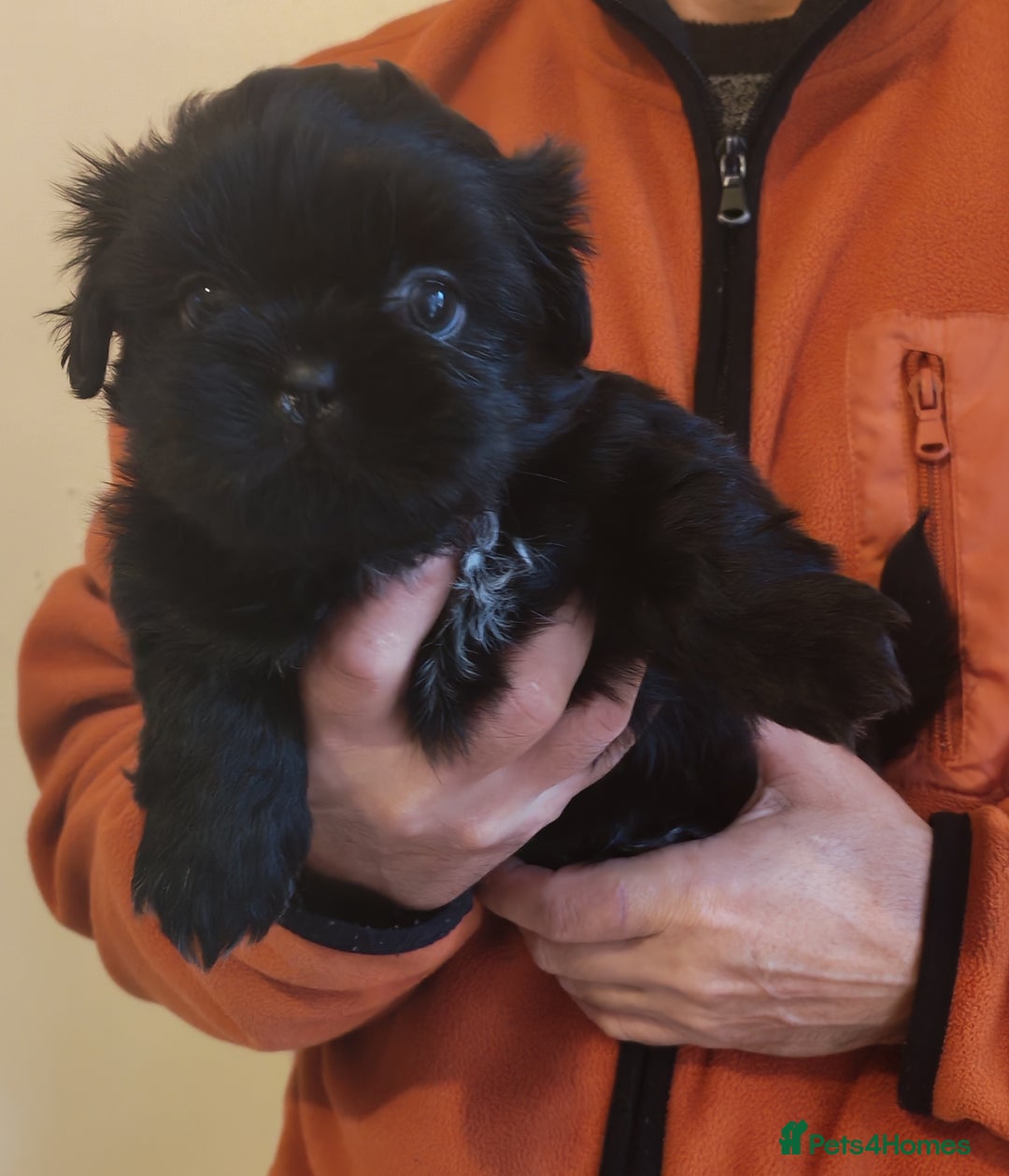 Shih Tzu dogs for sale: 6 Beautiful puppies - Advert 6