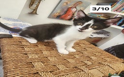 Bombay cats for sale: Bombay X Siberian kittens - Image 4