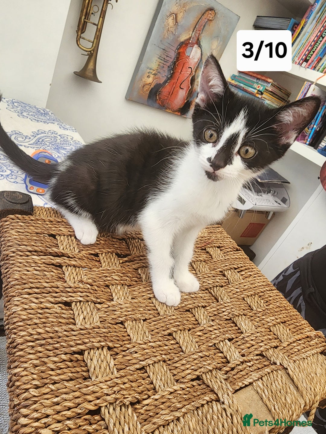 Bombay cats for sale: Bombay X Siberian kittens - Image 4