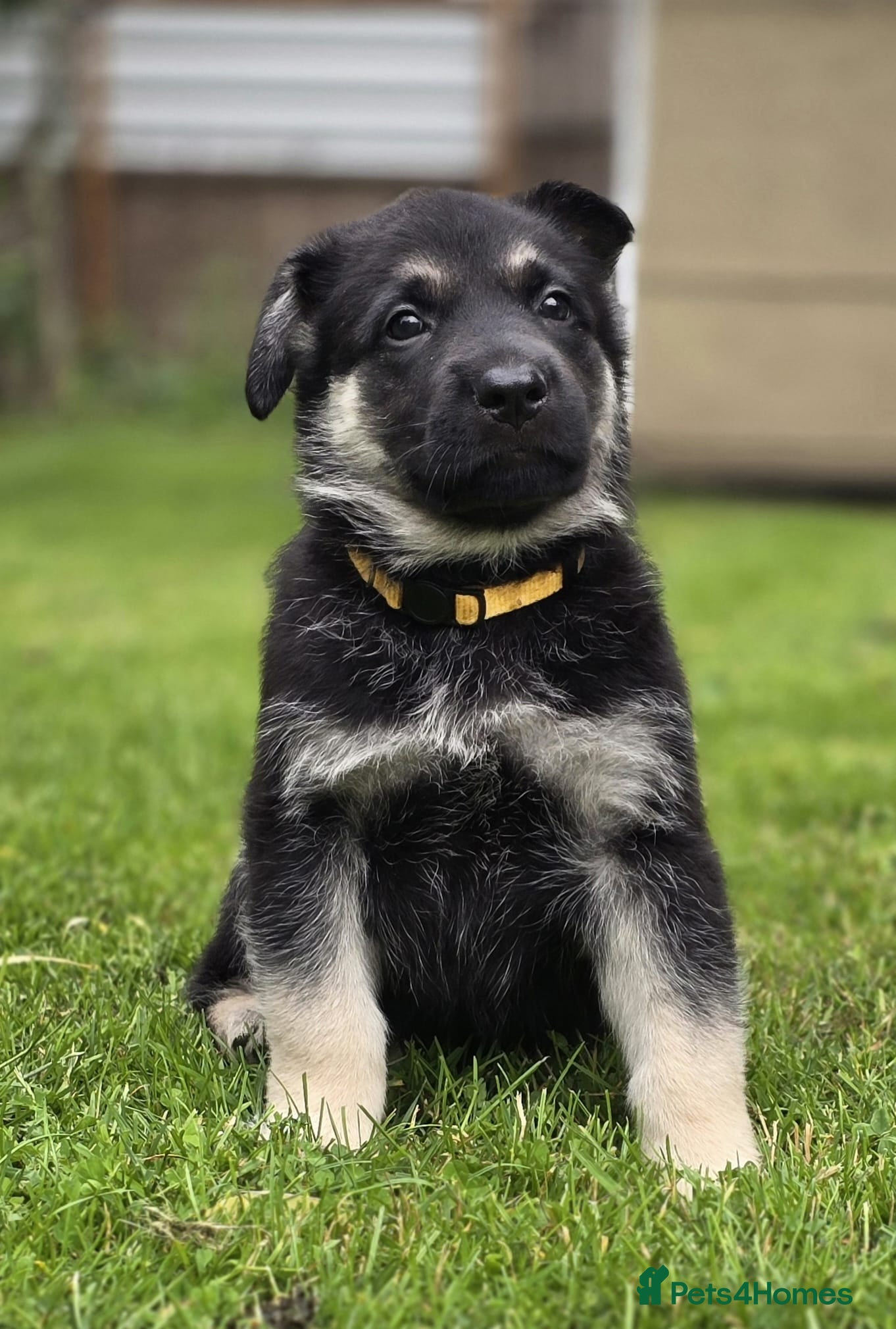 German Shepherd dogs ⭐ Rare East European Shepherd Puppies UK - Advert 2