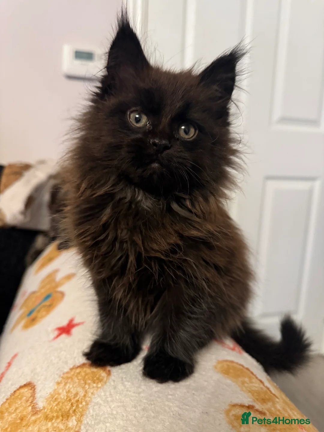 Maine Coon cats for sale: Beautiful Maine Coon kittens. - Advert 14