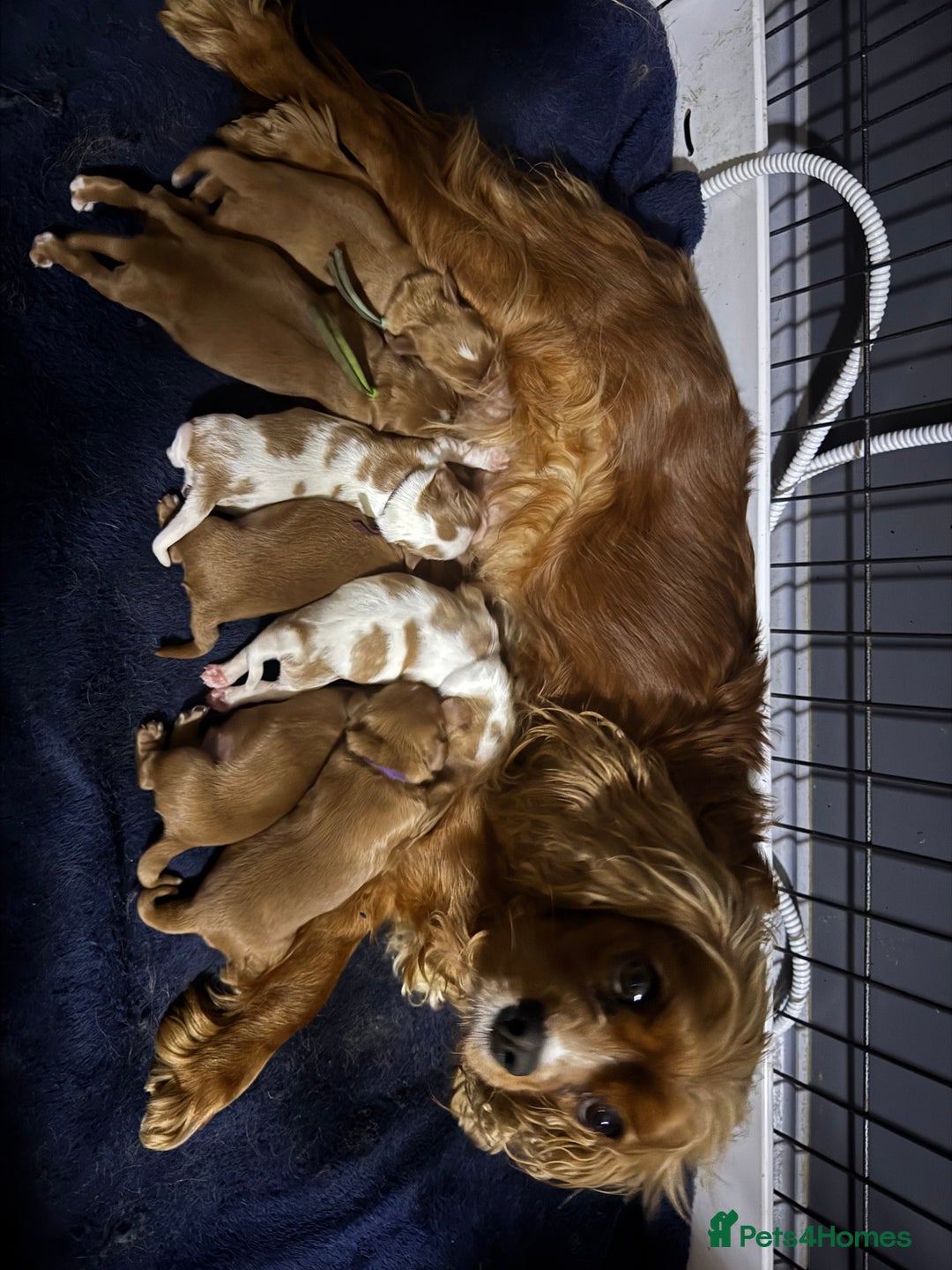 Cavalier King Charles Spaniel dogs for sale: CAVALIER KING CHARLES SPANIEL LICENSED KC HEALTH - Advert 8