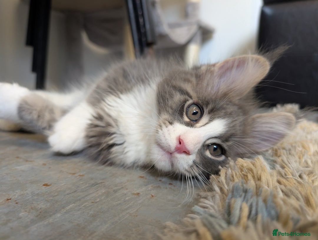 Maine Coon cats for sale: Maine Coon Kittens GCCF - Image 20