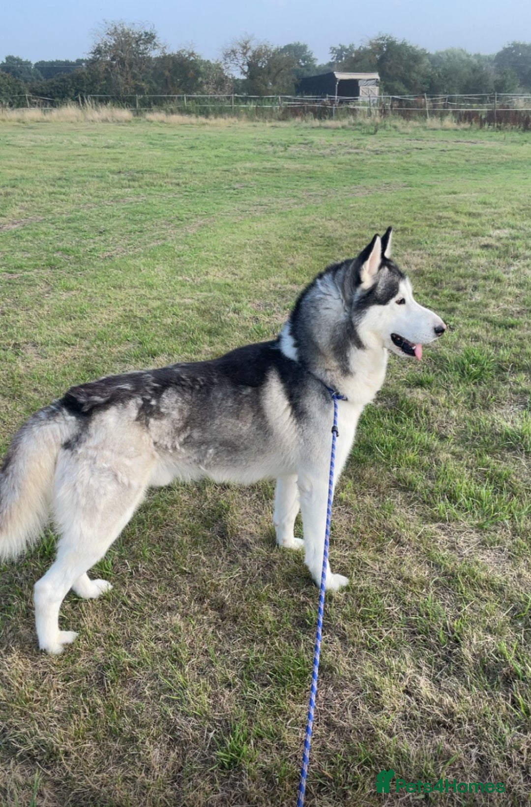 Siberian Husky dogs for sale: Siberian husky puppies - Advert 8