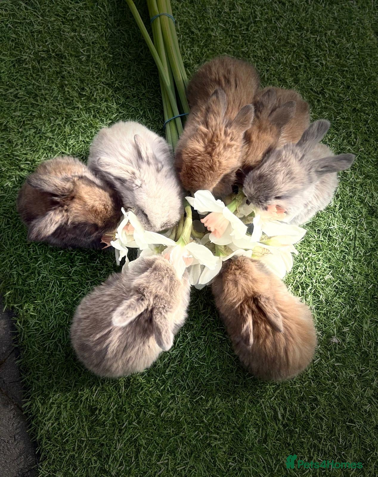 Mini Lop rabbits 5 beautiful mini lops  - Advert 1