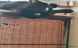 British Shorthair cats for sale: 2 Beautiful Boys for Sale - Image 8