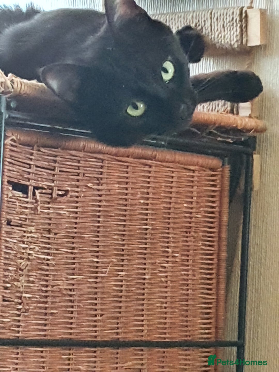 British Shorthair cats for sale: 2 Beautiful Boys for Sale - Image 8