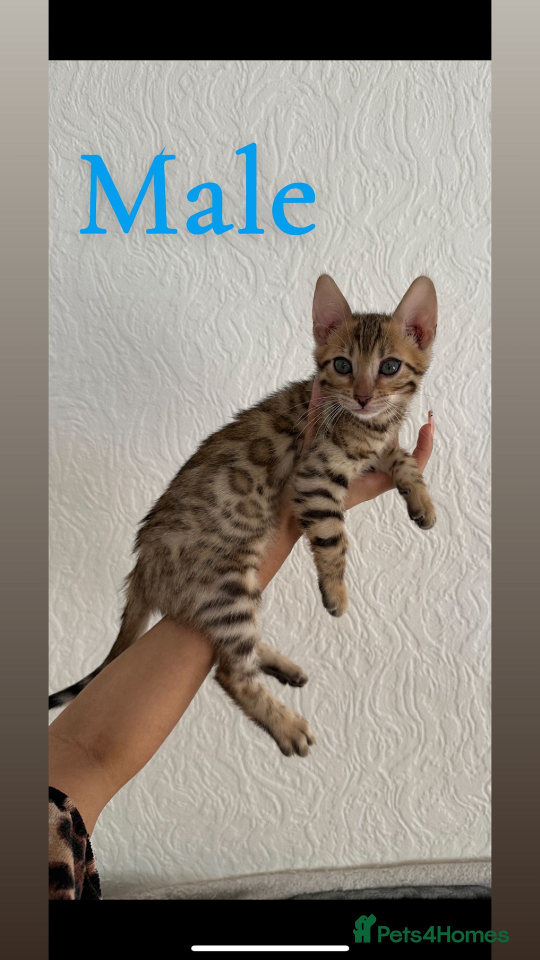 Bengal cats for sale: Pure Bred Bengals 1 BOY & 1 GIRL AVAILABLE!💓 - Advert 7