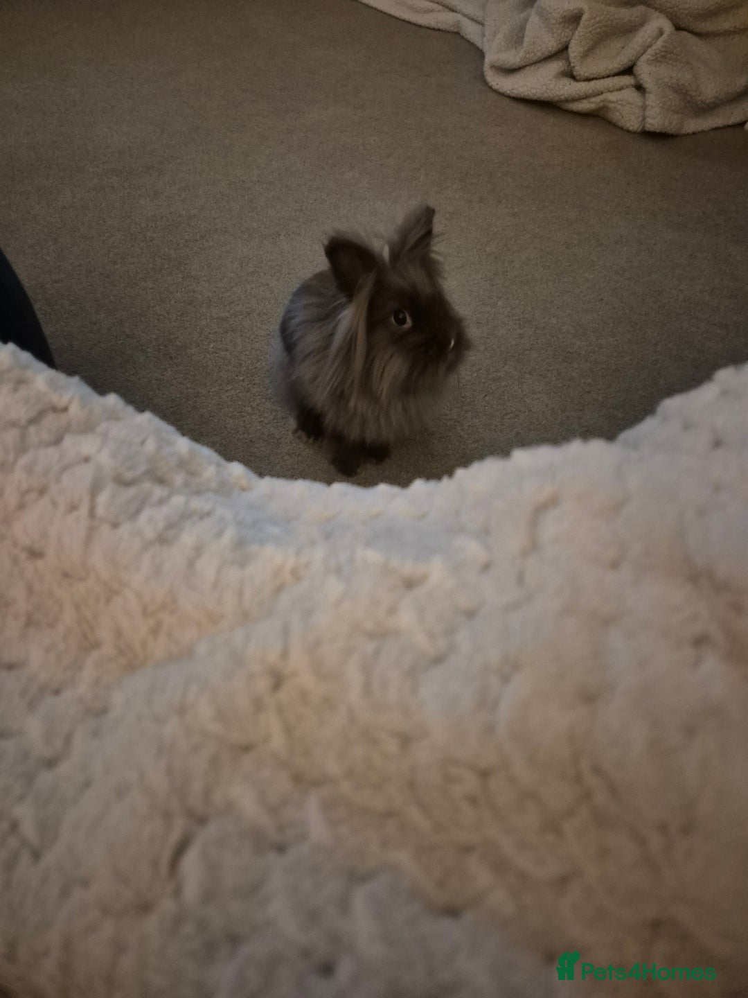 Mixed Breed rabbits for sale: Lionhead/lop rabbits - Advert 12