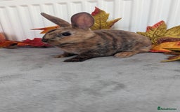 Rex rabbits for sale: Mini rex ready to reserve  - Image 2