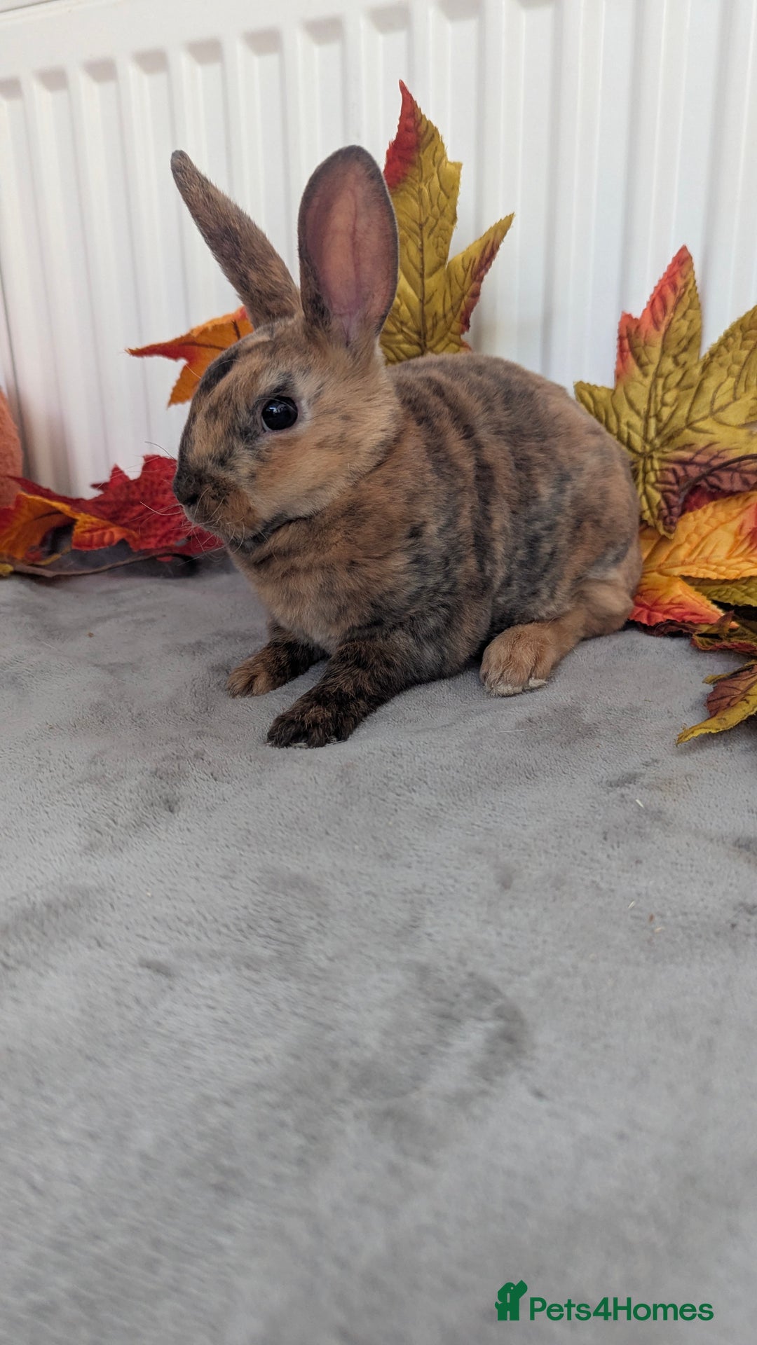 Rex rabbits for sale: Mini rex ready to reserve  - Image 2
