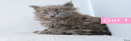 Maine Coon cats for sale: DNA health tested Maine coon kittens  - Advert 21