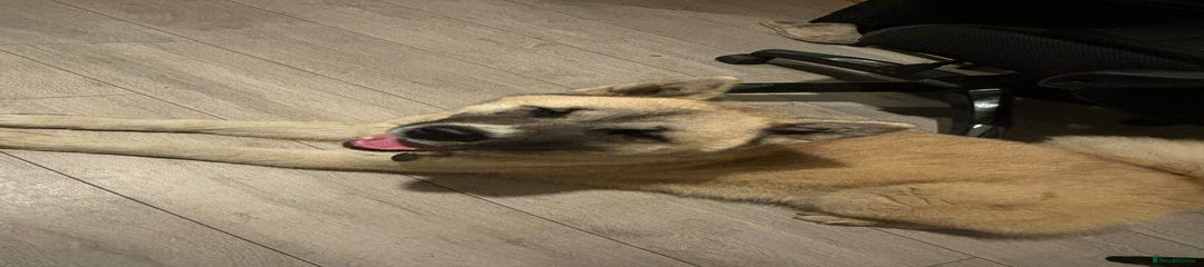 Akita