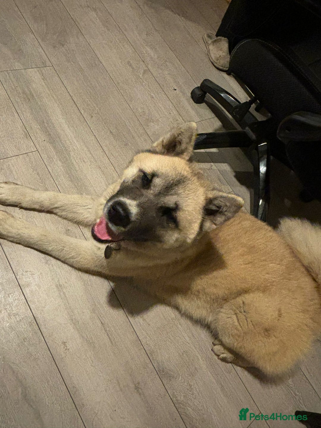 Mixed Breed dogs for sale: Half Japanese Half American Akita - Image 4