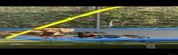 Dachshund dogs for sale: 3 beauifil dachshund puppys  - Advert 19