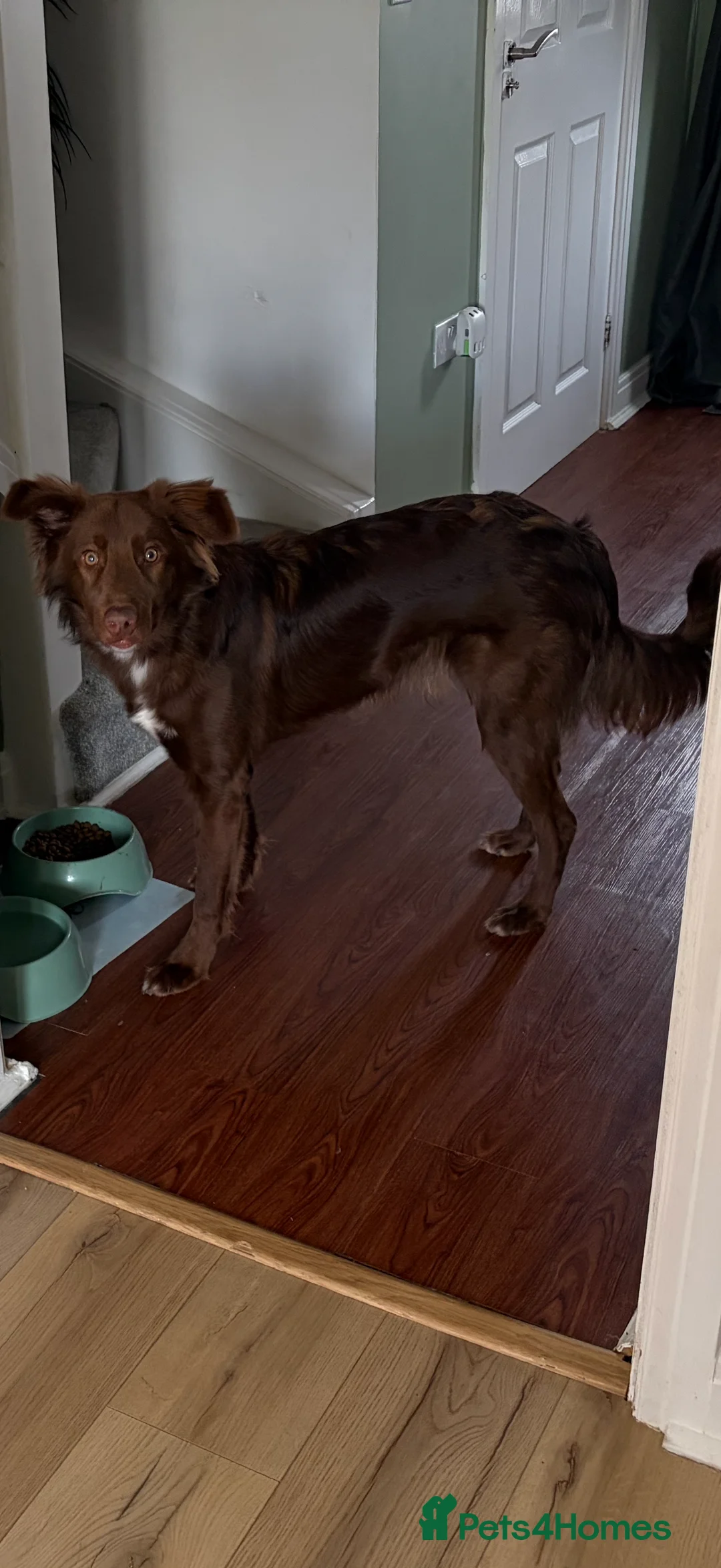 Border Collie dogs for sale: Border collie 8months old  in Louth - Advert 2