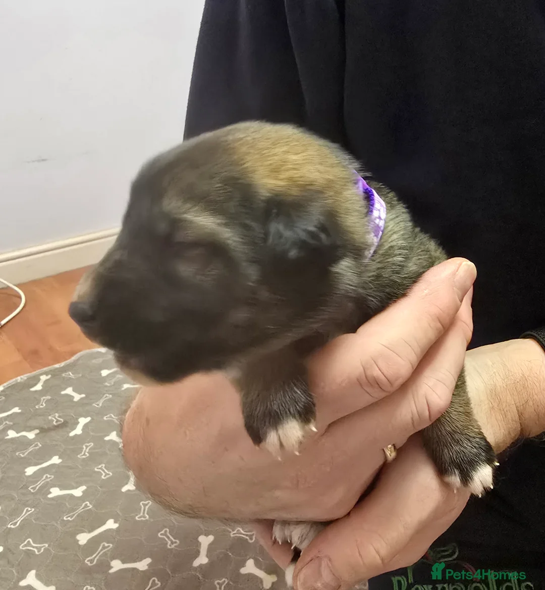 Mixed Breed dogs for sale: Cross between gsd/whippet/Huskey - Advert 12