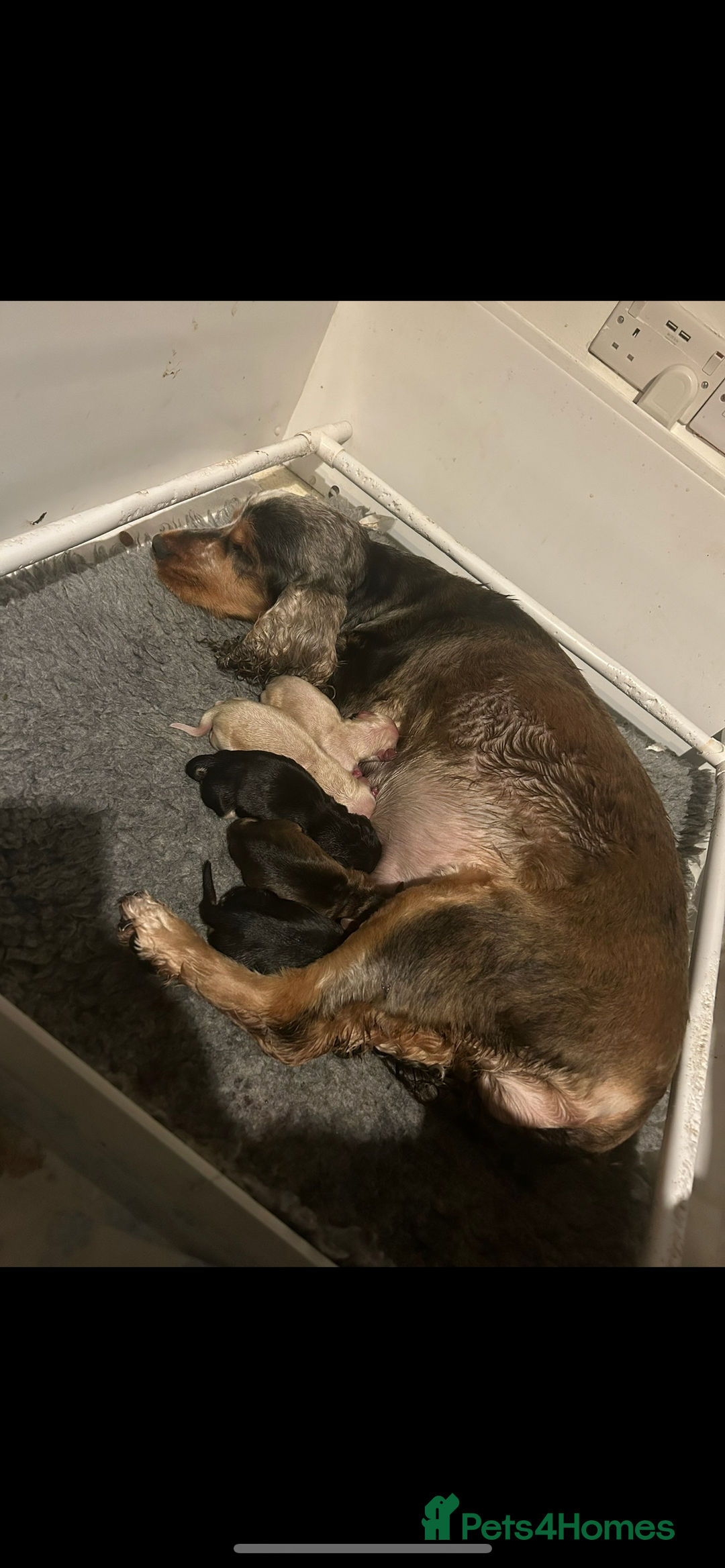 Cocker Spaniel dogs for sale: KC registered, health tested, Show cocker spaniels - Advert 23