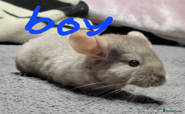 Chinchilla rodents - Advert 5