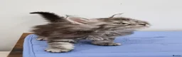Maine Coon cats for sale: GCCF Pedigree Maine Coon Kittens  - Advert 26