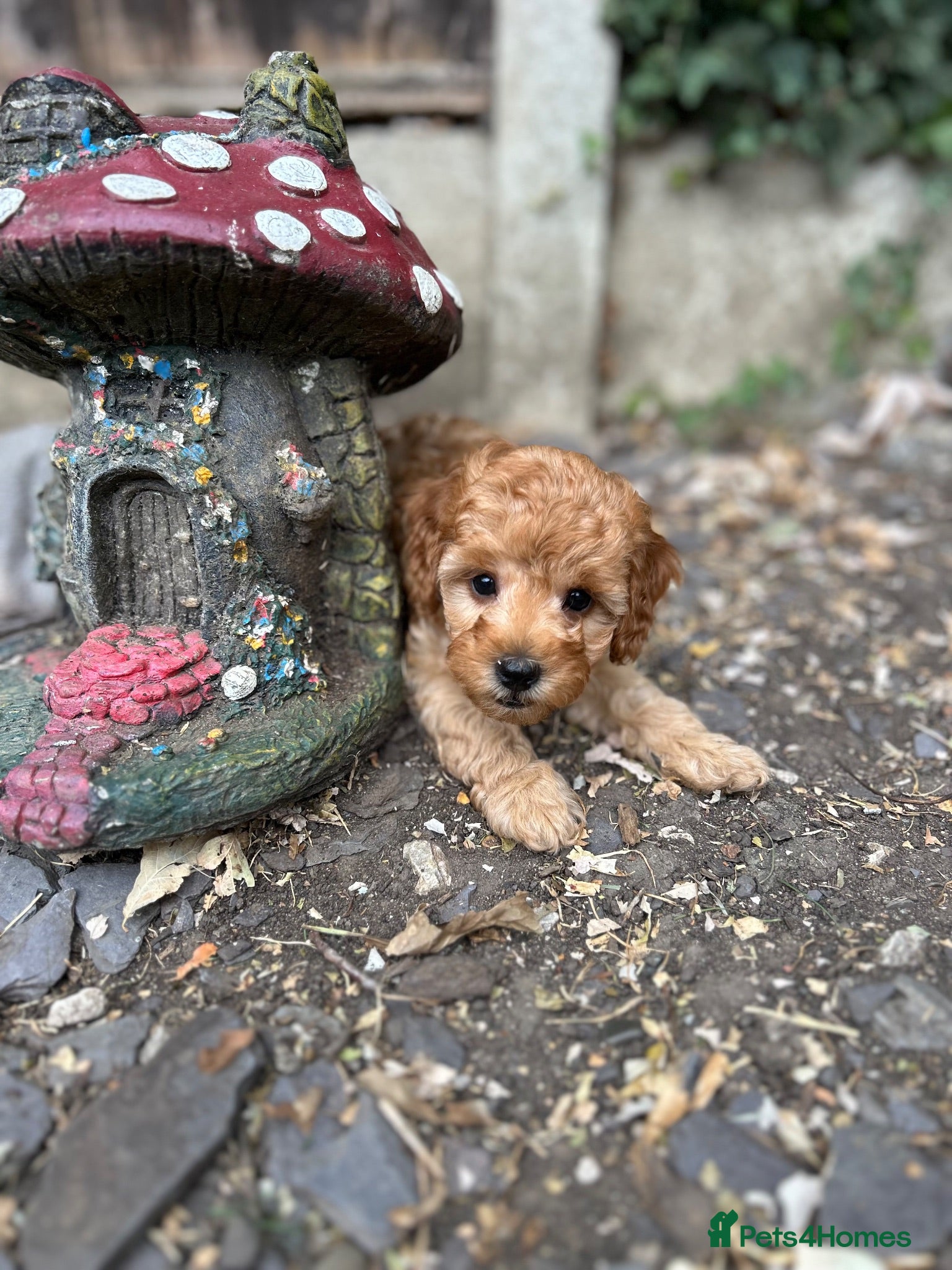 Cockapoo dogs Stunning Cockapoo Girl Ready Now  - Advert 1
