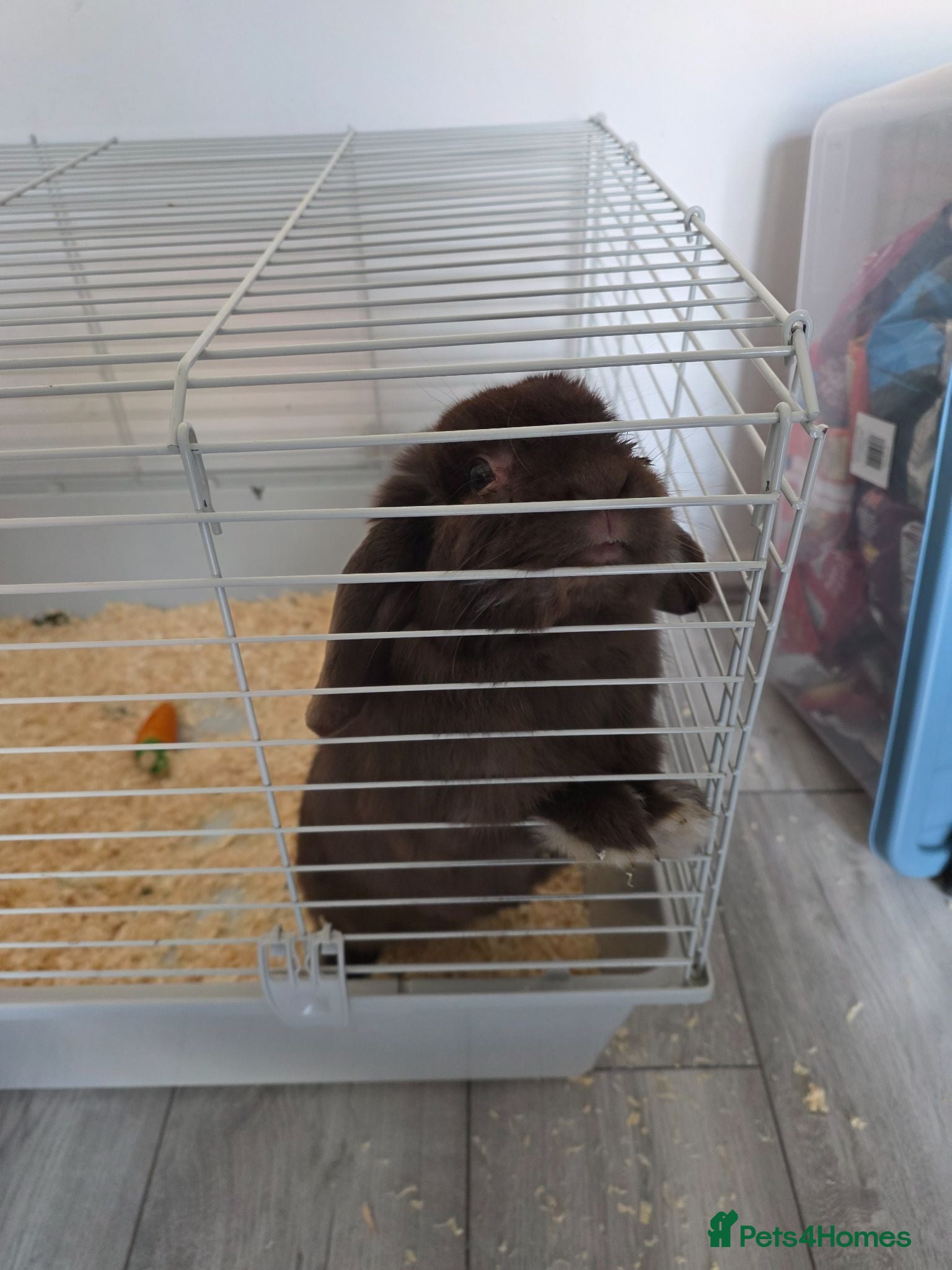 Mini Lop rabbits Rabbit and hutch - Advert 1