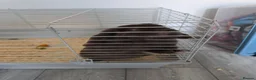Mini Lop rabbits for sale: Rabbit and hutch in Stevenston - Advert 1