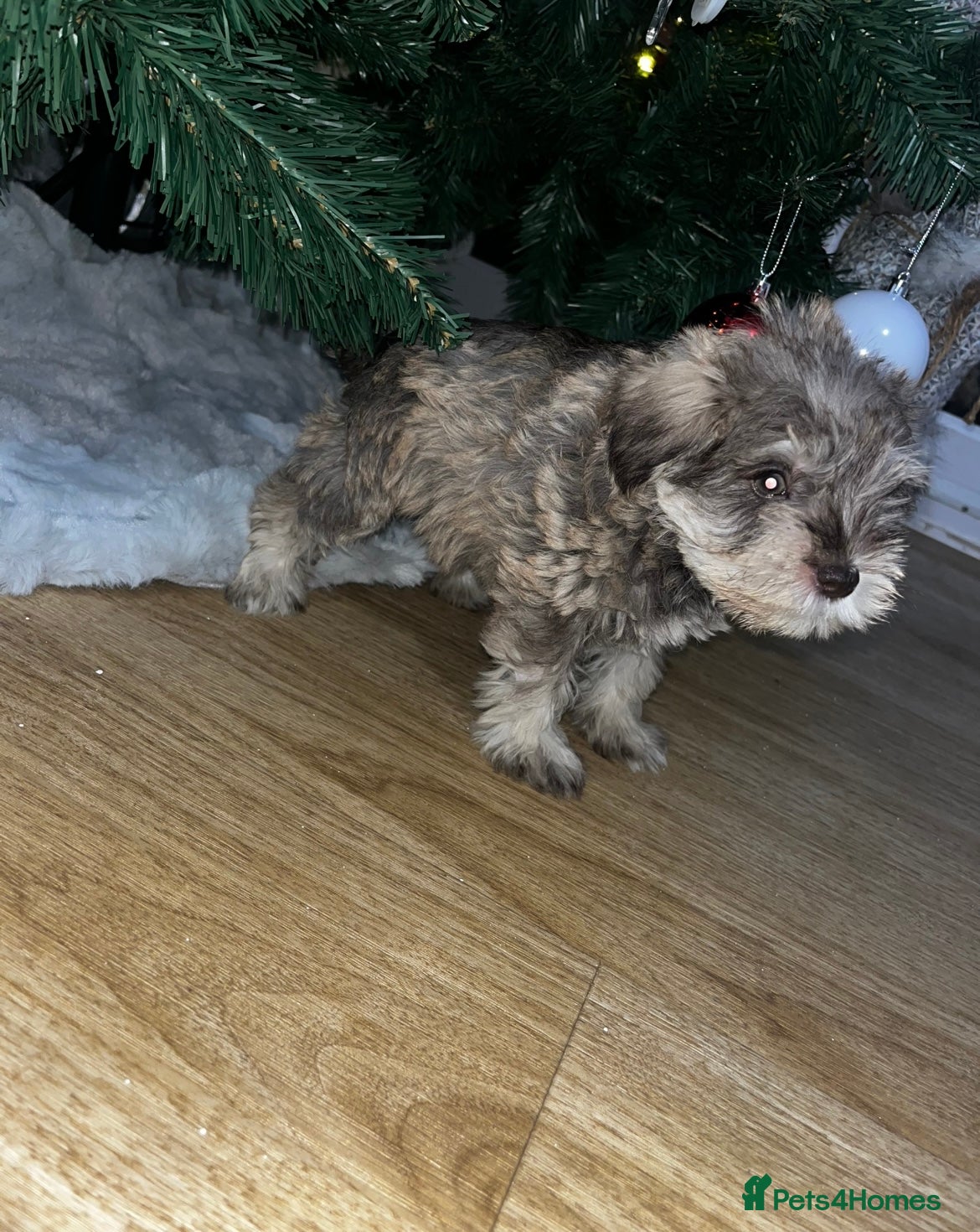 Miniature Schnauzer dogs Beautiful chocolate miniature schnauzer puppy  - Advert 1