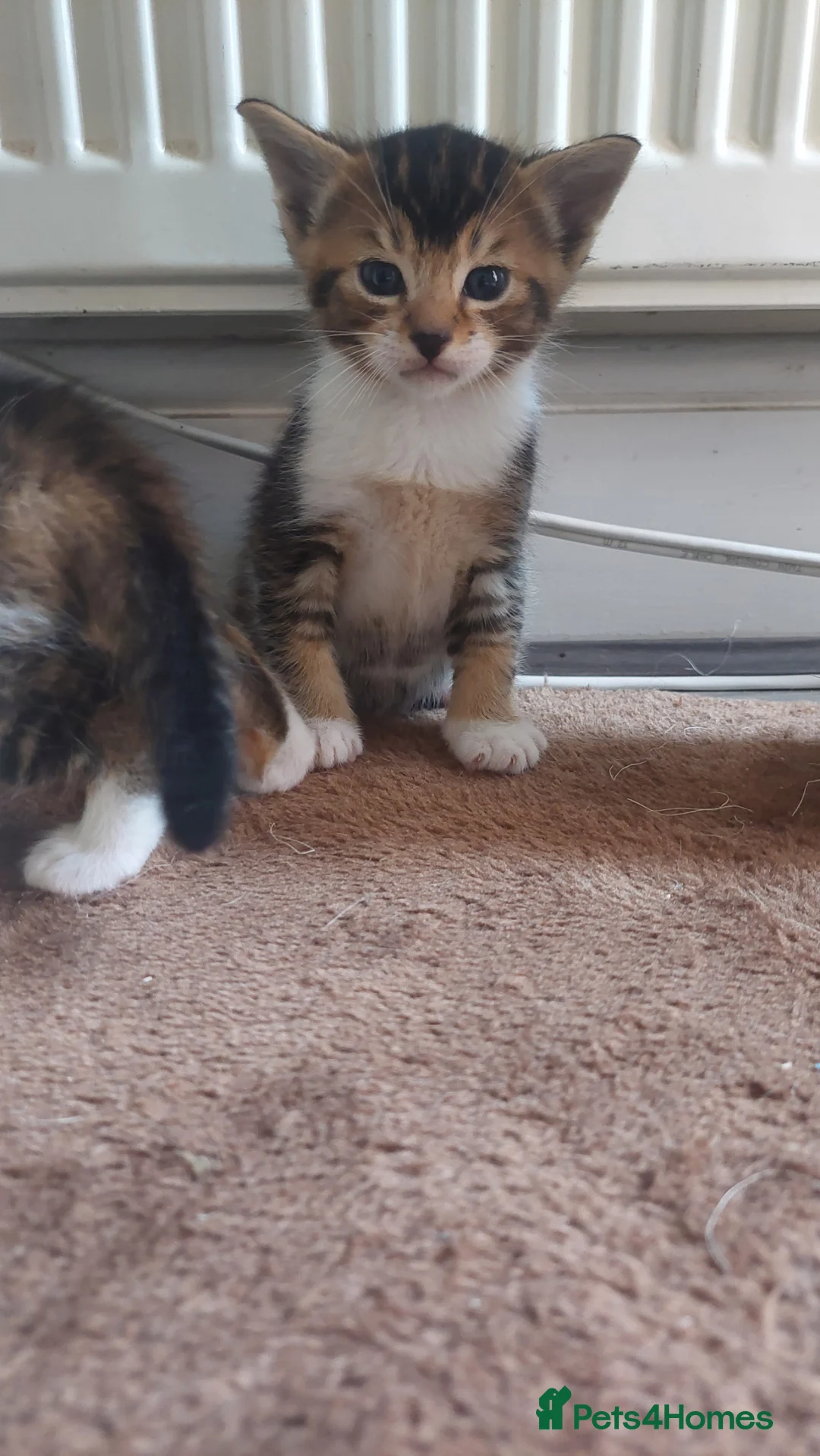 Mixed Breed cats for sale: Beautiful mixed breed kittens  in London - Advert 2