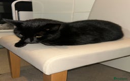 Mixed Breed cats for sale: 4 Loving Cats Seeking Forever Homes - Image 19