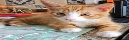 Mixed Breed cats for sale: Kittens - Advert 5