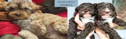 Cockapoo dogs for sale: 3 girl 2 boys May babies (July Home Time) - Advert 25