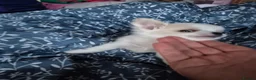 Chihuahua dogs for sale: Stunning Long-Haired Chihuahua Puppies in Guildford - Advert 29