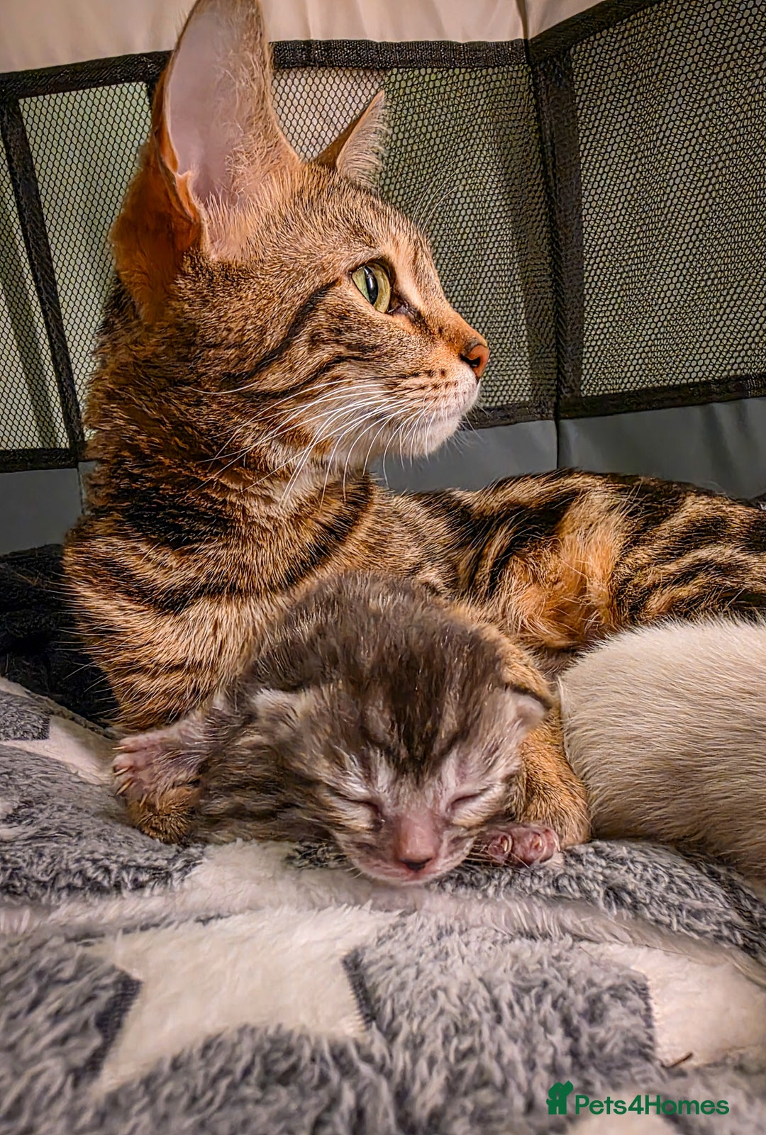 Bengal cats for sale: Adorable Snow / Charcoal Bengal kittens for sale - Advert 4