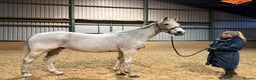 English Thoroughbred horses for sale: Grey Thoroughbred gelding  - Advert 1