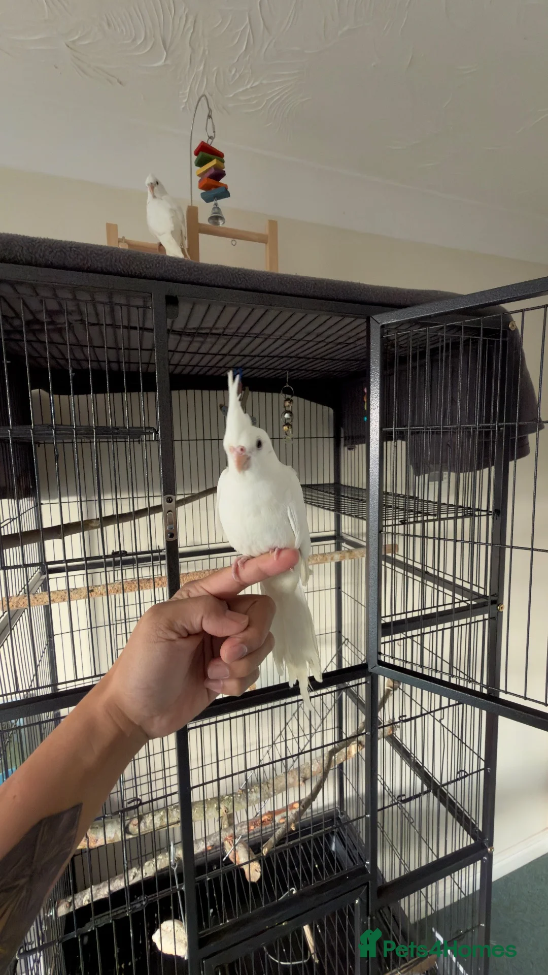 Cockatiels birds for sale: Young Hand Tamed Cockatiels in King's Lynn - Advert 1