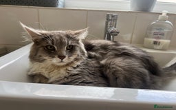 Maine Coon cats for sale: Maine coon mother and son  - Image 12