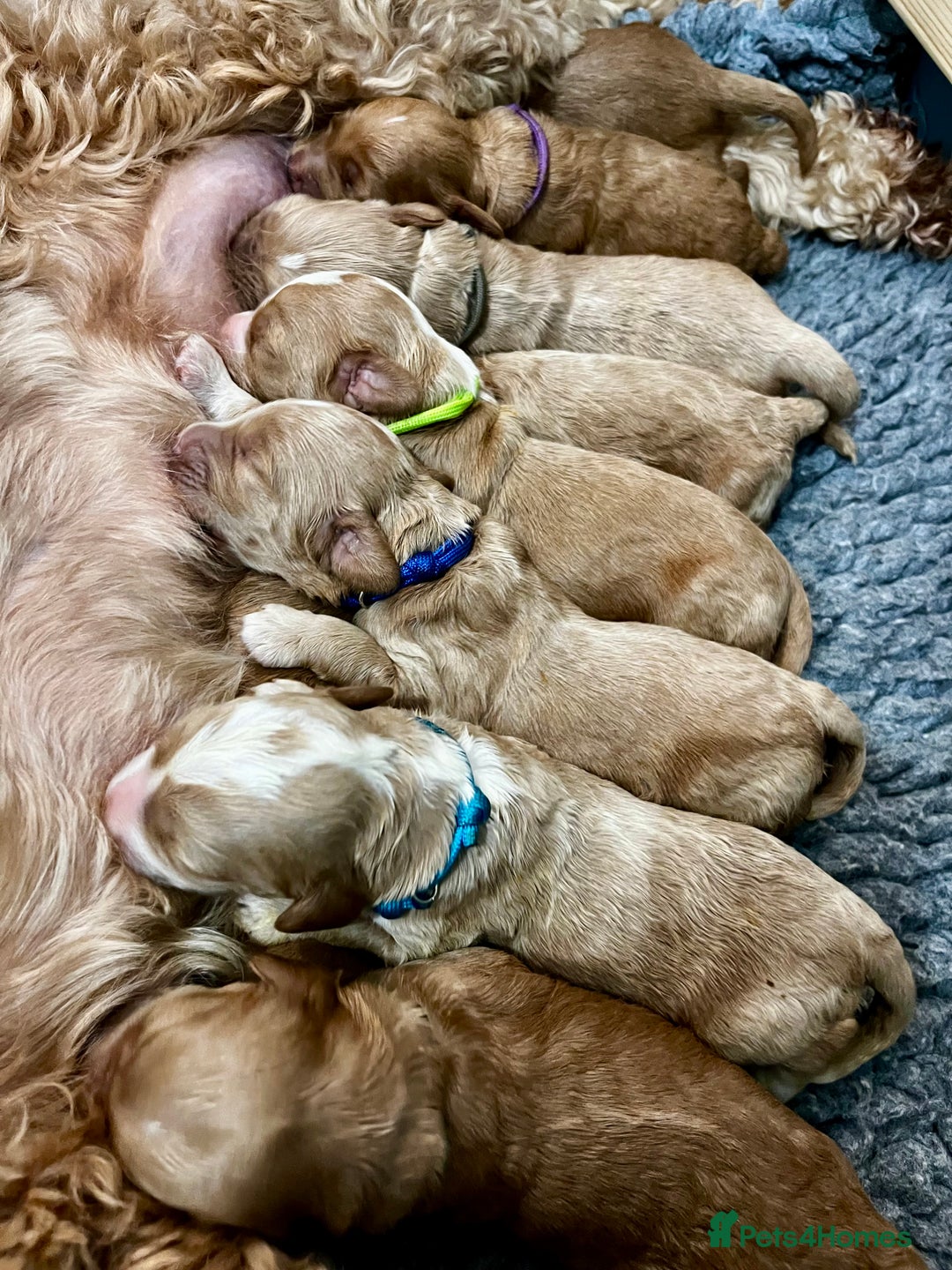 Australian Labradoodle dogs for sale: Quality Multigen Australian Labradoodle Puppies  - Advert 15