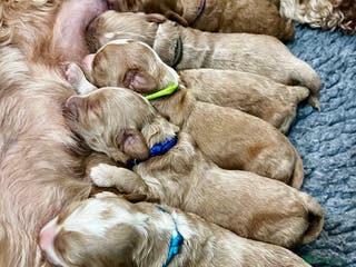 Australian Labradoodle dogs Quality Multigen Australian Labradoodle Puppies - Advert 6